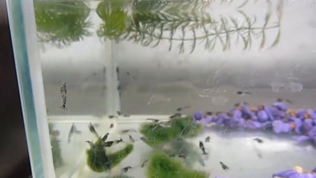 Аквариумные креветки рили карбон смотреть онлайн