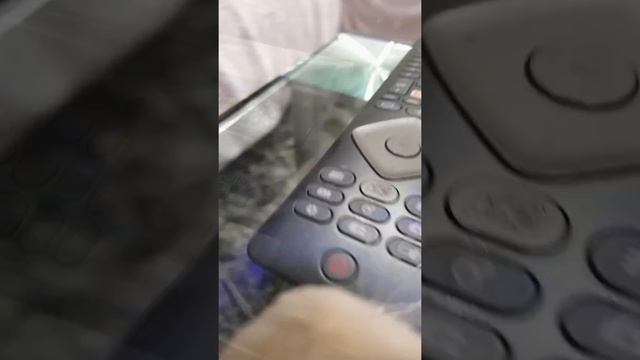 NEVER TRUST your pet HAMSTER #shorts смотреть онлайн