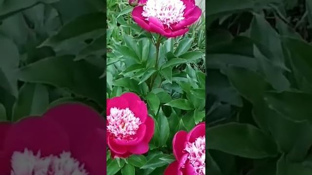 Пион ,,WHITE CAP,, смотреть онлайн