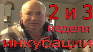 Инкубация куриных яиц 2 и 3 неделя. Секреты инкубации куриных яиц.