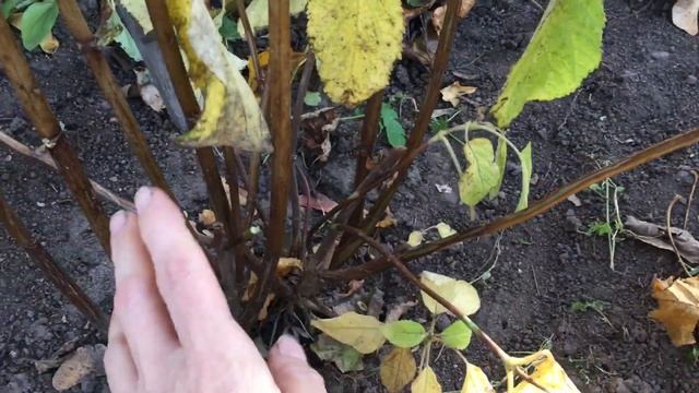 ОБРЕЗКА ДРЕВОВИДНЫХ ГОРТЕНЗИЙ. Мой опыт обрезки. смотреть онлайн