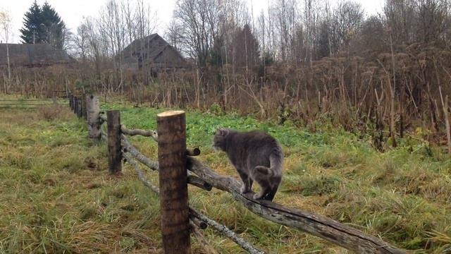 Художественный свист смотреть онлайн