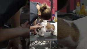 СТРИЖКА ШИ-ТЦУ / ГРУМИНГ ШИ-ТЦУ / GROOM SCHOOL