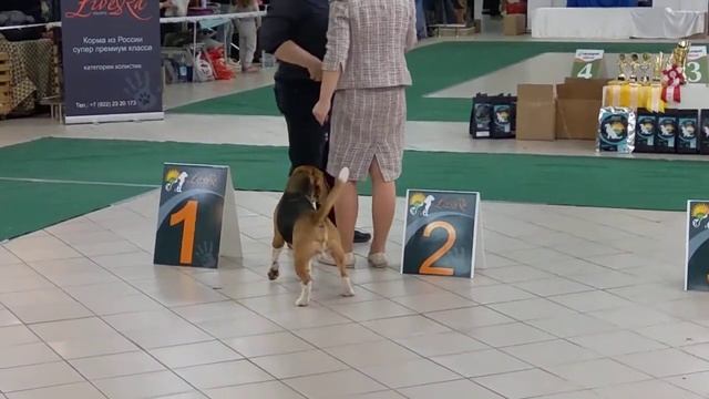 Beagle \ Бигль 25 апреля 2021 г. Екатеринбург ВЫСТАВКА СОБАК 3 смотреть онлайн