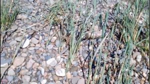 Ловля усача на фидер  Рыбалка на реке Кубань