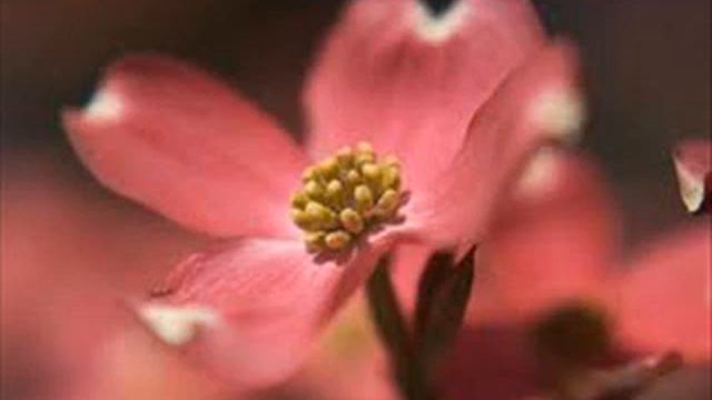 Edward Elgar : Cello Concerto in E Minor, Op. 85 смотреть онлайн