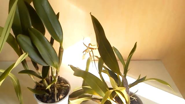 Орхидея молит о помощи или "полосатая жизнь орхидеиста" ! смотреть онлайн