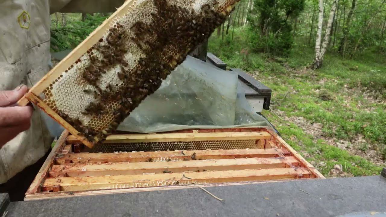 вересковый сюрприз смотреть онлайн