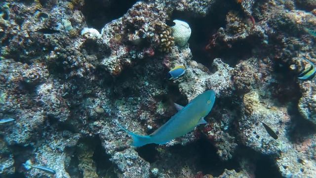 Fulhadhoo Island - Baa Atoll - Maldives смотреть онлайн