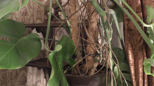 Монстера: выращивание, уход. Мой опыт смотреть онлайн