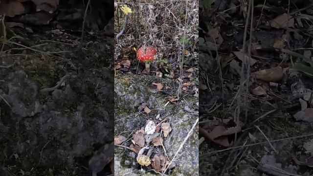Poisonous fly agarics смотреть онлайн