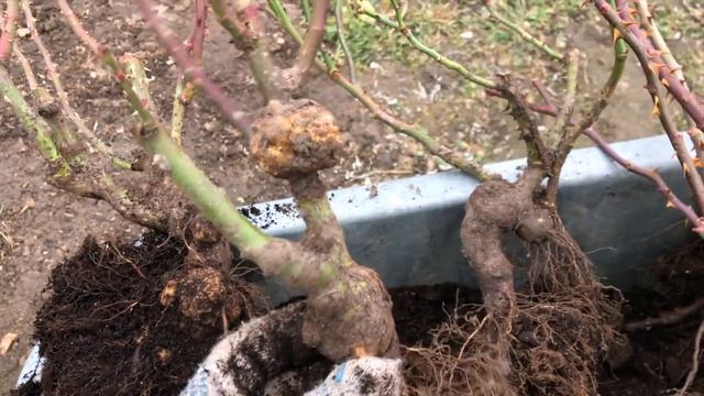 ВНИМАНИЕ. СЕРБСКИЕ РОЗЫ ЗАРАЖЕНЫ БАКТЕРИАЛЬНЫМ РАКОМ. БУДЬТЕ ОСТОРОЖНЫ. РОЗЫ БРАТЬЕВ ТОПАЛОВИЧ. смотреть онлайн