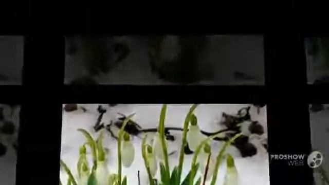 Цветы Подснежник (Galanthus flower) смотреть онлайн