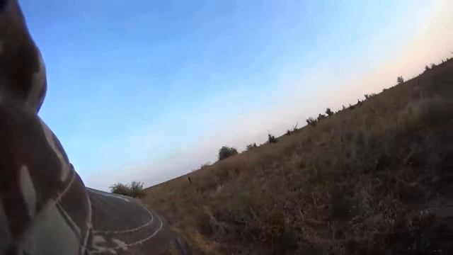 Охота на перепела с дратхааром . смотреть онлайн