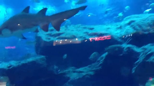 ОАЭ. Самый большой аквариум в торговом центре Дубаи. смотреть онлайн