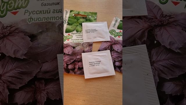 Базилик зеленый и фиолетовый на рассаду смотреть онлайн