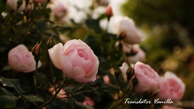 Ara Ne Olursun - Tuvana Türkay (أرجوك اتصل - توفانا توركاي) Translator Vanilla смотреть онлайн