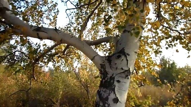 Эта берёза начинает желтеть и скрипит на ветру летом 2021 года смотреть онлайн