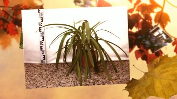 Агапантус зонтичный (Agapanthus umbellatus) - выращивание в домашних условиях