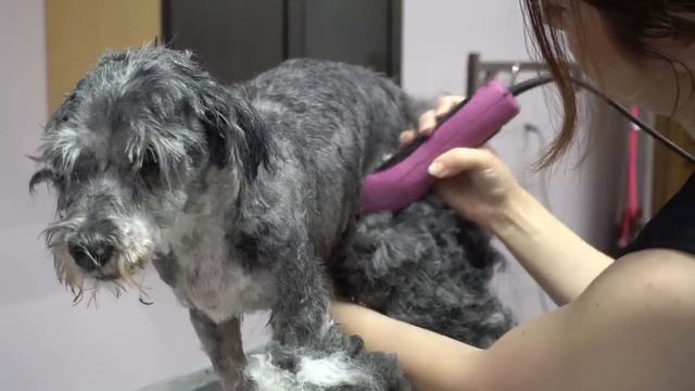 MATTED to the SKIN! Sweet 16 year old dog gets a fresh start