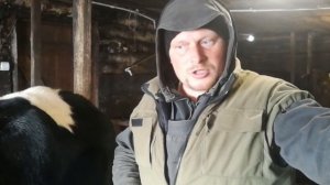 Первотелка. Как раздаивать первотелку. Антибрык своими руками.