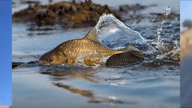 Три совета для успешной ловли карася. смотреть онлайн