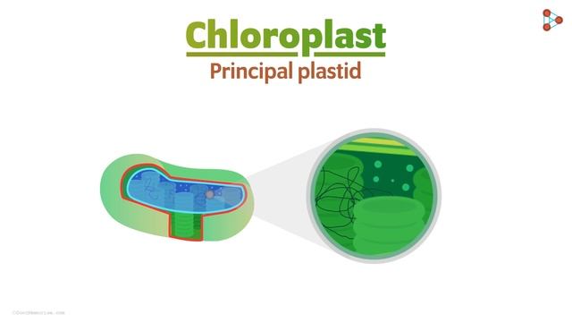 Cells - Lesson 14 | Plastids - In Hindi (हिंदी में ) | Infinity Learn