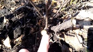 Весенняя обработка черной и красной смородины от вредителей и способ борьбы со стеклянницей