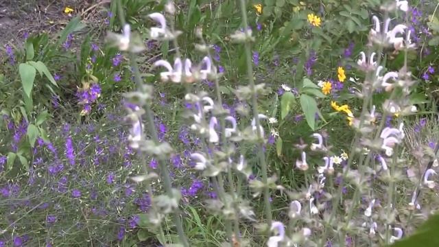 Чудовище в саду( пчела - плотник) смотреть онлайн