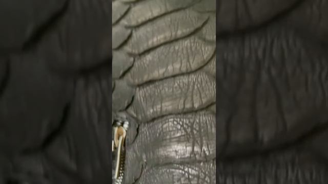 #ивлеева #шоу Осенняя куртка. Кожаная куртка. #питон #питоноваякуртка #куртка