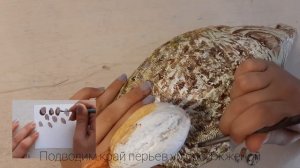 Покраска утиных чучел  (самка кряквы?)/ Переделка старых вещей / DIY