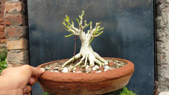 Adenium Obesum Bonsai - Desert Rose