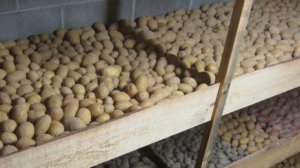 Как хранить картошку всю зиму свежей