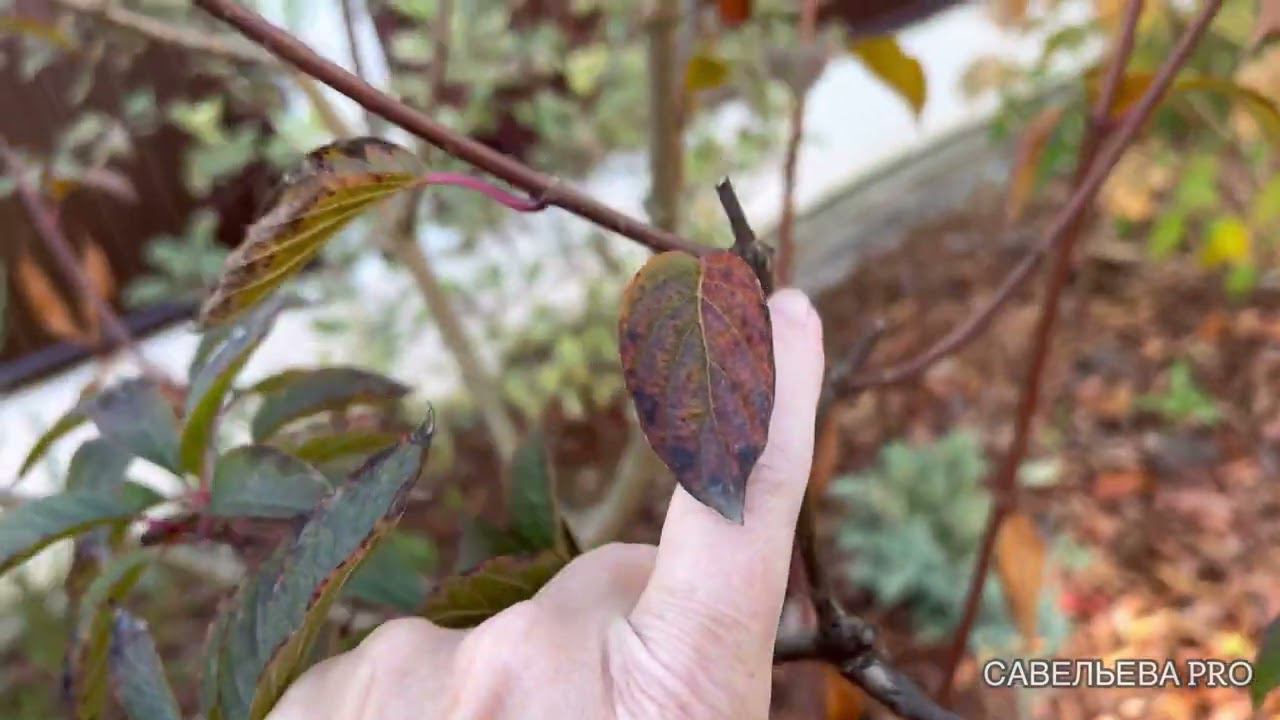 Обрезка метельчатой гортензии. Как и когда обрезать. Смотрим, что получилось.