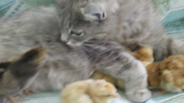 Мачеха офигеть! кошка вместо курицы для цыплят смотреть онлайн