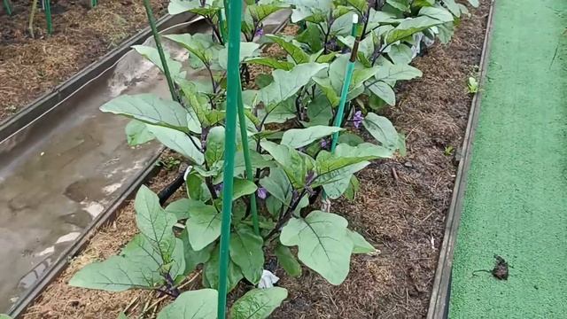 14 июля Московская область Вести с дачи/помидоры кислые водянистые смотреть онлайн