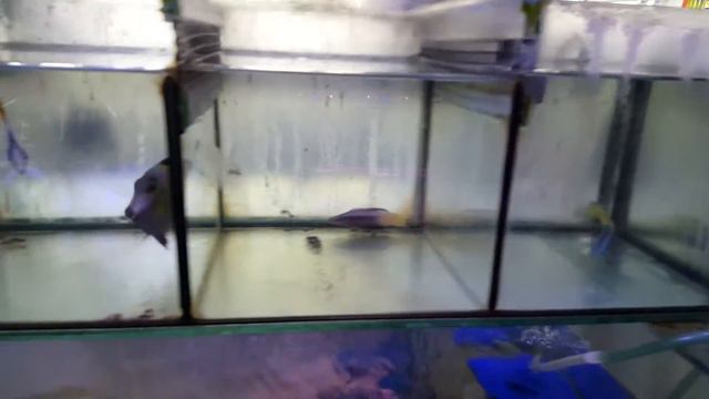 New Fish Shipment 10Dec2015 Wonderland Aquatic смотреть онлайн