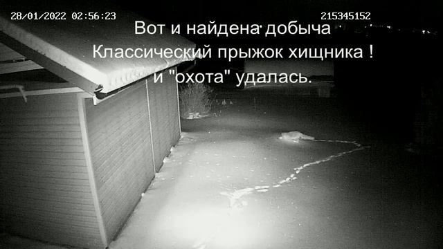 На моей даче поселился песец