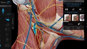 Треугольники шеи и межмышечные пространства. Границы и содержимое. Топография шеи. Trigoni colli
