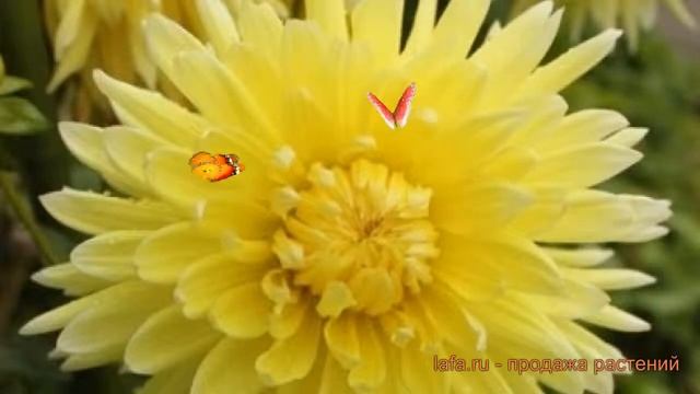 Георгина декоративная Бильбао (dahlia cultorum) ? обзор: как сажать, луковицы георгины Бильбао смотреть онлайн