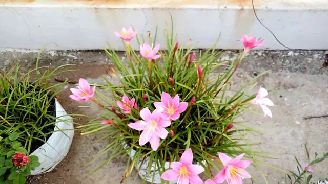 Golden Gardenia / Yellow Gandharaj Highly Fragrant Care In Pots