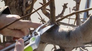 Весенние работы в саду