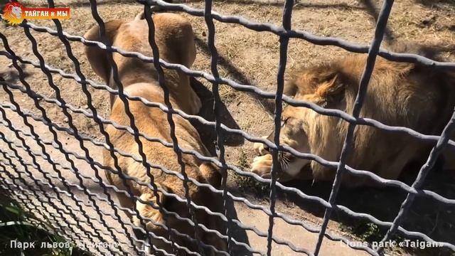 Аслан, Медея и Котигорошки. Тайган. Lions Aslan, Medea and cheetahs. Taigan. смотреть онлайн