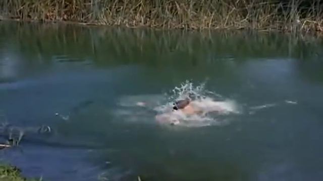 Learning to swim from John Wayne! (from the movie Hondo) смотреть онлайн