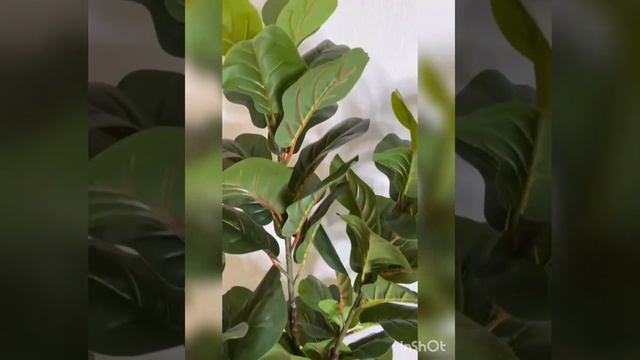 Фикус лирата 120 см. смотреть онлайн