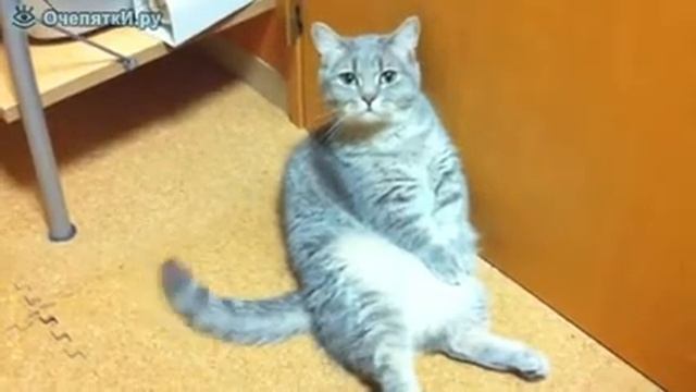 Милый котик лапки сжал смотреть онлайн
