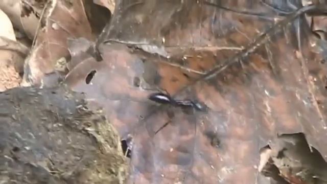 Самые большие муравьи на Земле смотреть онлайн