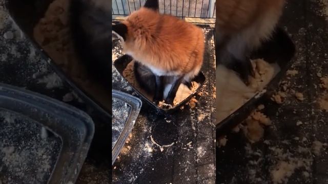 Спала в лотке #лиса #животные #shorts #alma_the_fox #fox смотреть онлайн