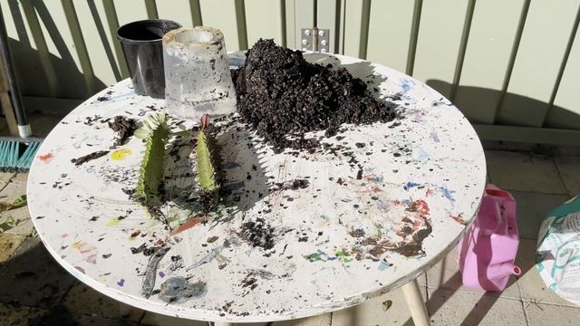 African milk tree cutting propagation (8 week update) | Did it grow roots?? | Euphorbia Trigona смотреть онлайн