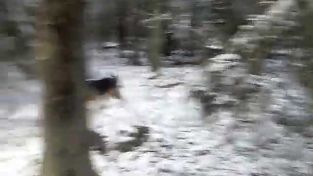 Зимний лес. смотреть онлайн